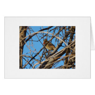 Female Northern Cardinal