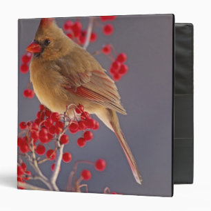 Female Northern Cardinal among hawthorn Binder