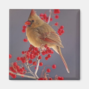 Female Northern Cardinal among hawthorn Magnet