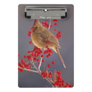 Female Northern Cardinal among hawthorn Mini Clipboard