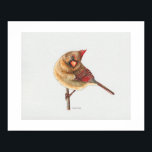 Female Northern Cardinal Art Print<br><div class="desc">A cute and curious female Northern Cardinal.</div>