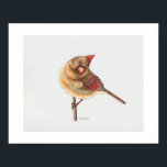 Female Northern Cardinal Art Print<br><div class="desc">A cute and curious female Northern Cardinal.</div>