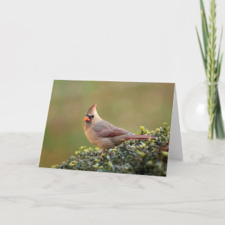 Female Northern Cardinal Blank Note Card
