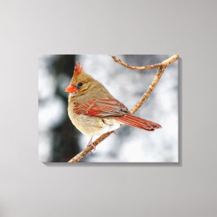 Female Northern Cardinal Canvas Print