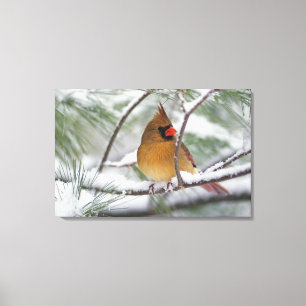 Female Northern Cardinal in snowy pine tree, Canvas Print