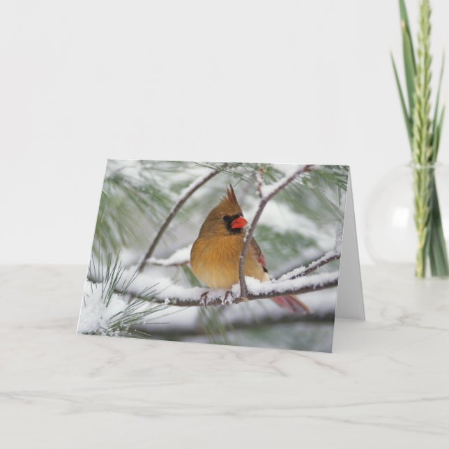 Female Northern Cardinal in snowy pine tree, Card (Front)