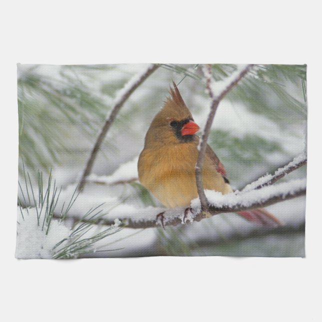 Female Northern Cardinal in snowy pine tree, Kitchen Towel (Horizontal)