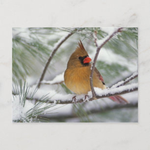 Female Northern Cardinal in snowy pine tree, Postcard