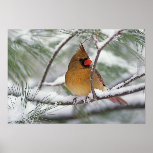 Female Northern Cardinal in snowy pine tree, Poster (Front)