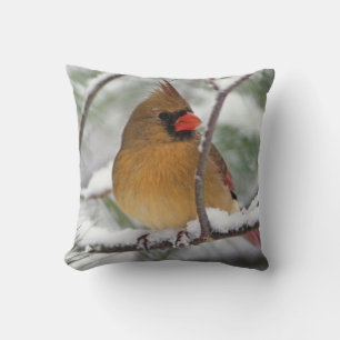 Female Northern Cardinal in snowy pine tree, Throw Pillow