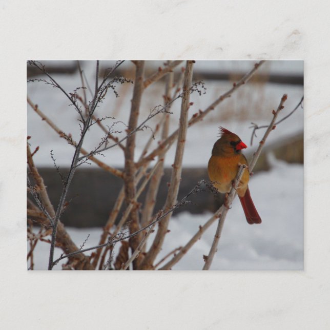 Female Northern Cardinal in Winter Postcard (Front)