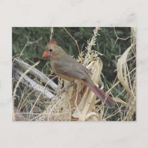 Female Northern Cardinal on Corn Tassel Postcard
