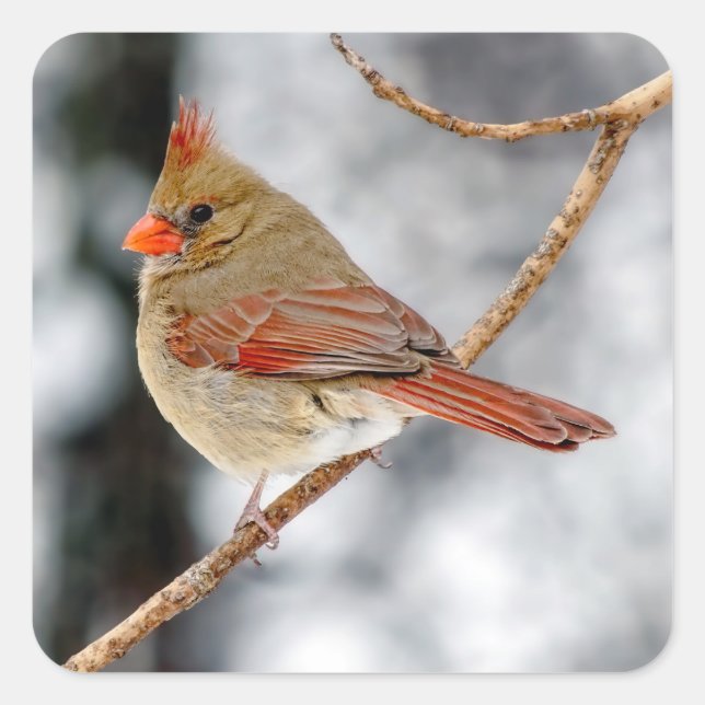 Female Northern Cardinal Sticker (Front)