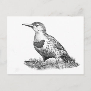 Female Northern Flicker Postcard