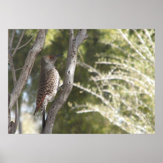 Female Northern Flicker Woodpecker Poster (Front)