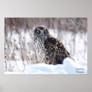 Female Northern Harrier Poster