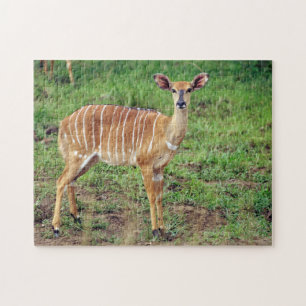 Female Nyala, Hluhluwe-Umfolozi Game Reserve Jigsaw Puzzle
