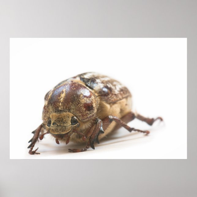 Female of Polyphylla fullo beetle Poster (Front)