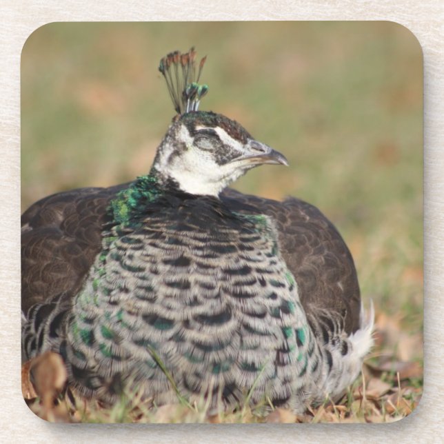 Female peacock coaster (Front)