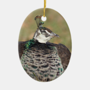 Female Peacock ornament