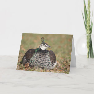 Female Peacock sleeping greeting card