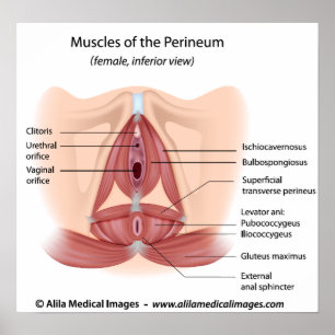 Female pelvis and perineum muscles, labelled poster