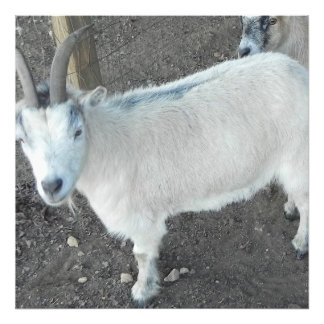 Female pigmy goat photo print