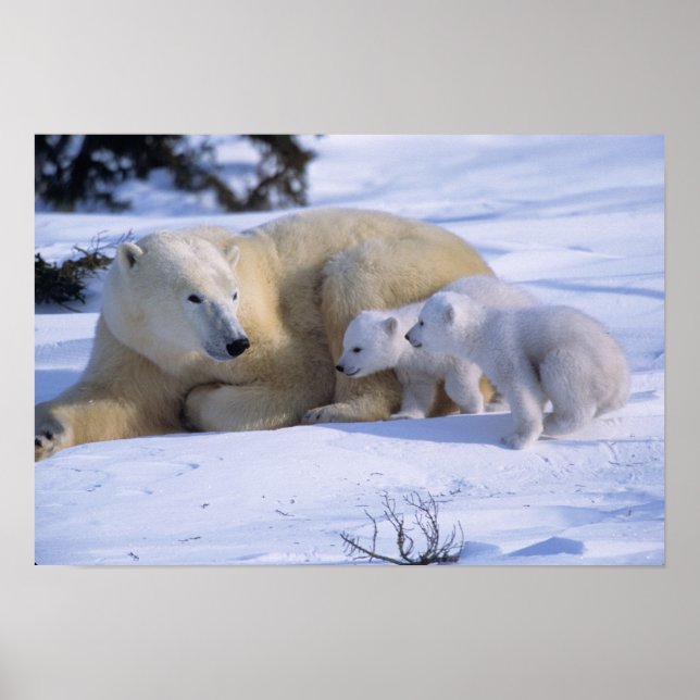 Female Polar Bear Lying Down with 2 coyscubs Poster (Front)