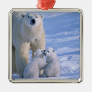 Female Polar Bear Standing with 2 Cubs Metal Ornament
