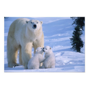 Female Polar Bear Standing with 2 Cubs Photo Print