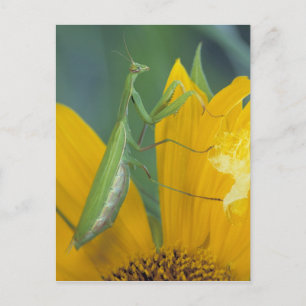 Female praying mantis postcard