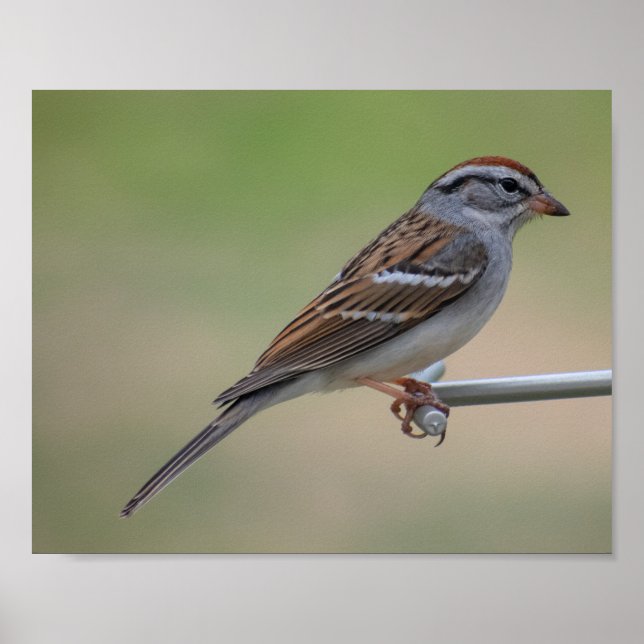Female Purple Finch Poster (Front)