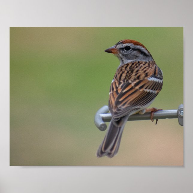 Female Purple Finch Poster (Front)