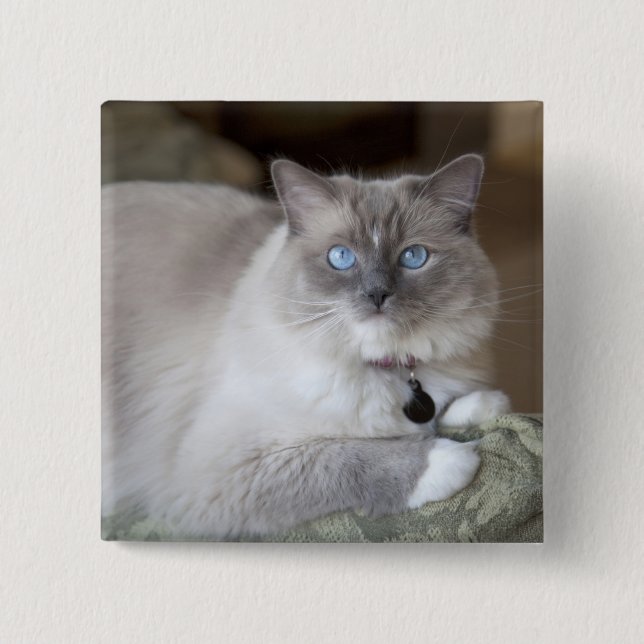Female Ragdoll Cat 2 Inch Square Button (Front)