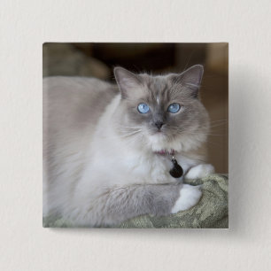 Female Ragdoll Cat 2 Inch Square Button
