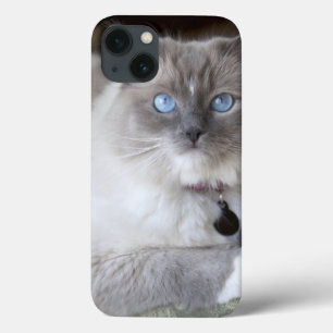 Female Ragdoll Cat iPhone 13 Case