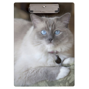 Female Ragdoll Cat Clipboard