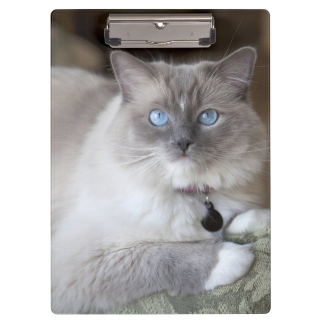 Female Ragdoll Cat Clipboard (Front)