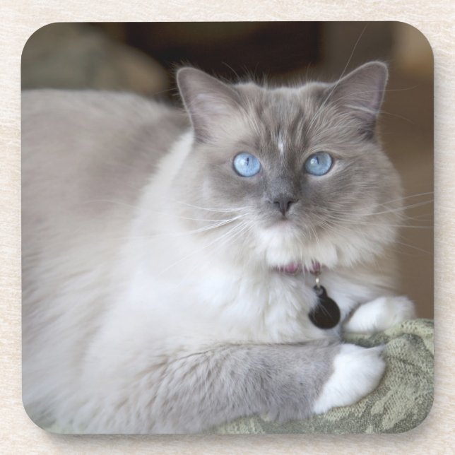 Female Ragdoll Cat Coaster (Front)