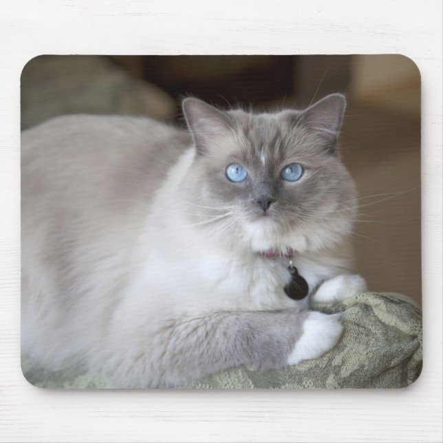 Female Ragdoll Cat Mouse Pad (Front)