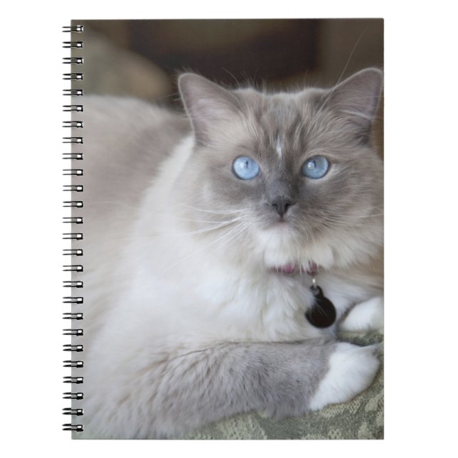 Female Ragdoll Cat Notebook (Front)