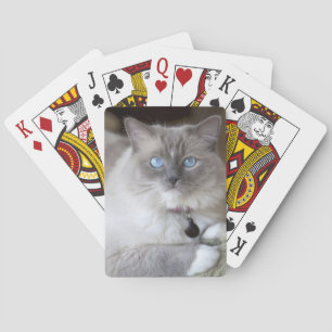 Female Ragdoll Cat Playing Cards