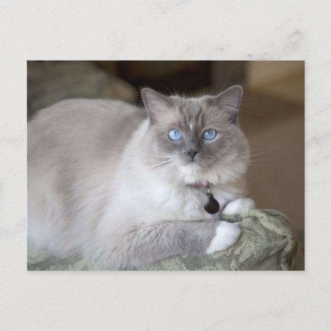 Female Ragdoll Cat Postcard (Front)