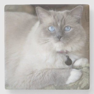 Female Ragdoll Cat Stone Coaster