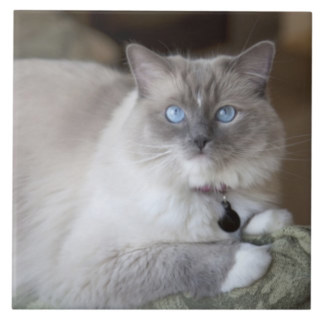 Female Ragdoll Cat Tile (Front)