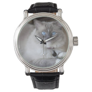 Female Ragdoll Cat Watch