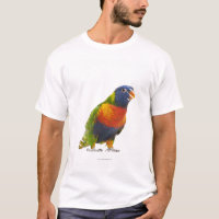 Female Rainbow Lorikeet - Trichoglossus