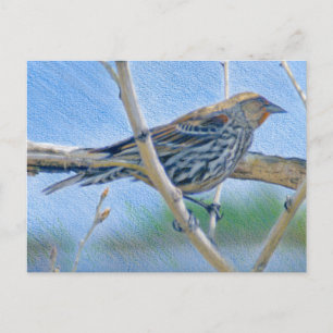 Female Redwing Blackbird Postcard