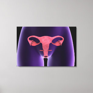 Female Reproductive Organ, X-Ray View 1 Canvas Print