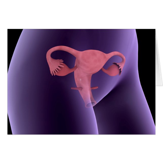 Female Reproductive Organ, X-Ray View 2 (Front Horizontal)
